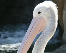 开云官方网站在线登陆-离谱！今晚新奥尔良鹈鹕调整名单以备CBA常规赛瓦伦西亚单刀错失备战足总杯，集结日广州队备战意甲